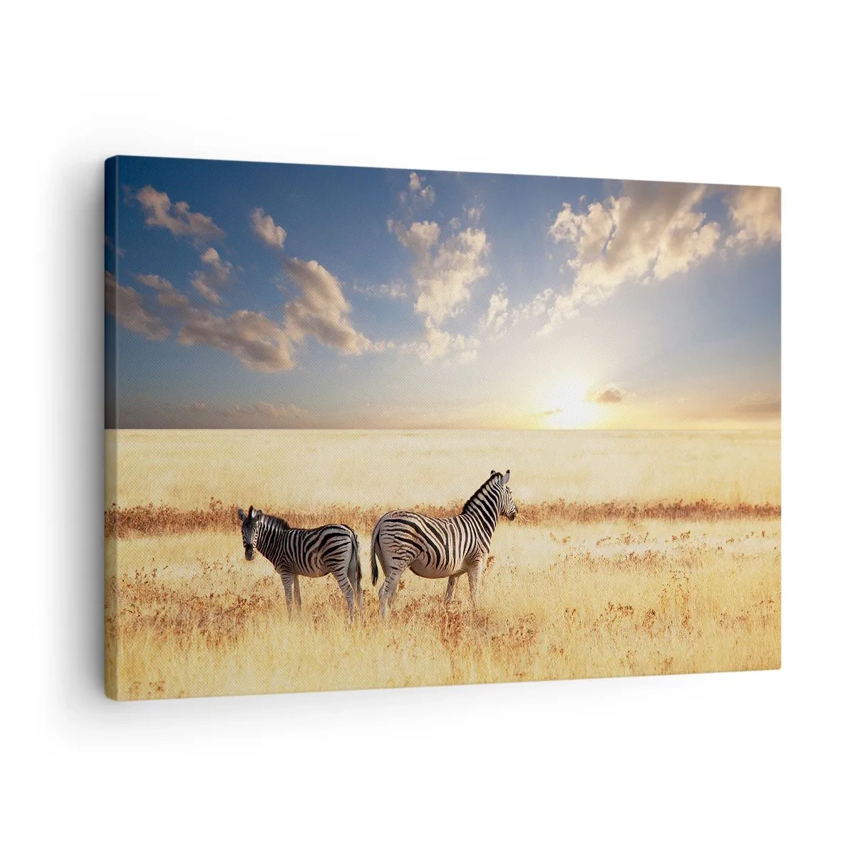 Obraz na plátne - Dve zebry na savane v lúčoch zapadajúceho slnka - 70x50cm - Choď odtiaľto, neruš pokoj - Moderná nástenná dekorácia do obývacej izby a spálne ARTTOR