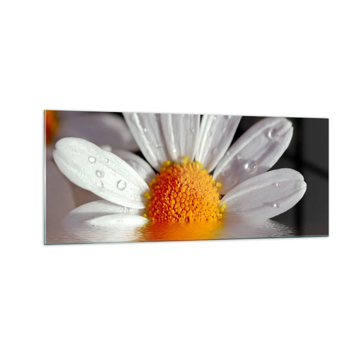 Obraz na skle - Vychádzajúce slnko sedmokrásky - 100x40 cm