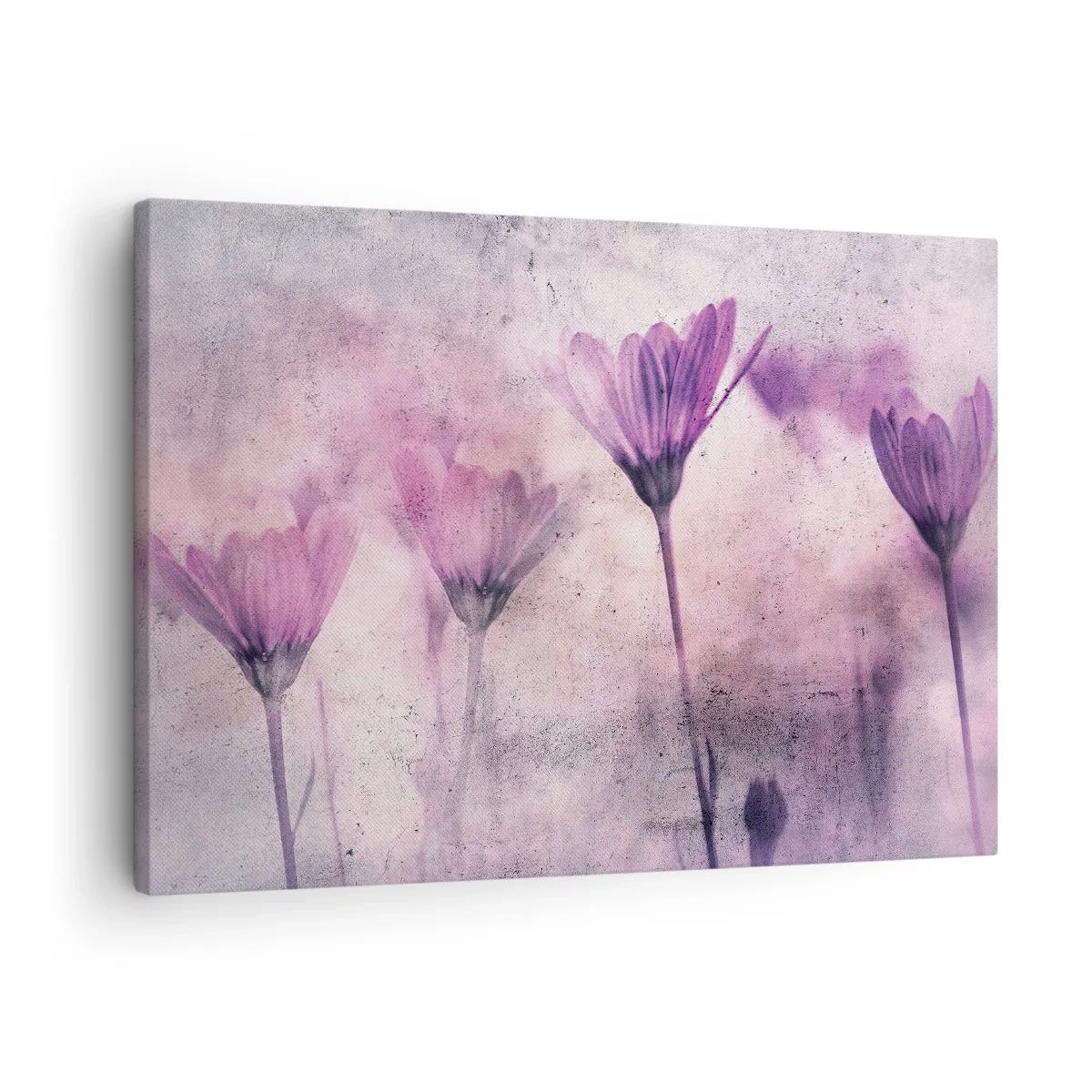 Obraz na plátne - Jemné kvety v odtieňoch fialovej na svetlom pozadí - 70x50cm - Sen kvetov - Moderná nástenná dekorácia do obývacej izby a spálne ARTTOR