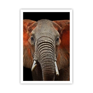 Plagát - Som divoký, a ty? - 70x100 cm