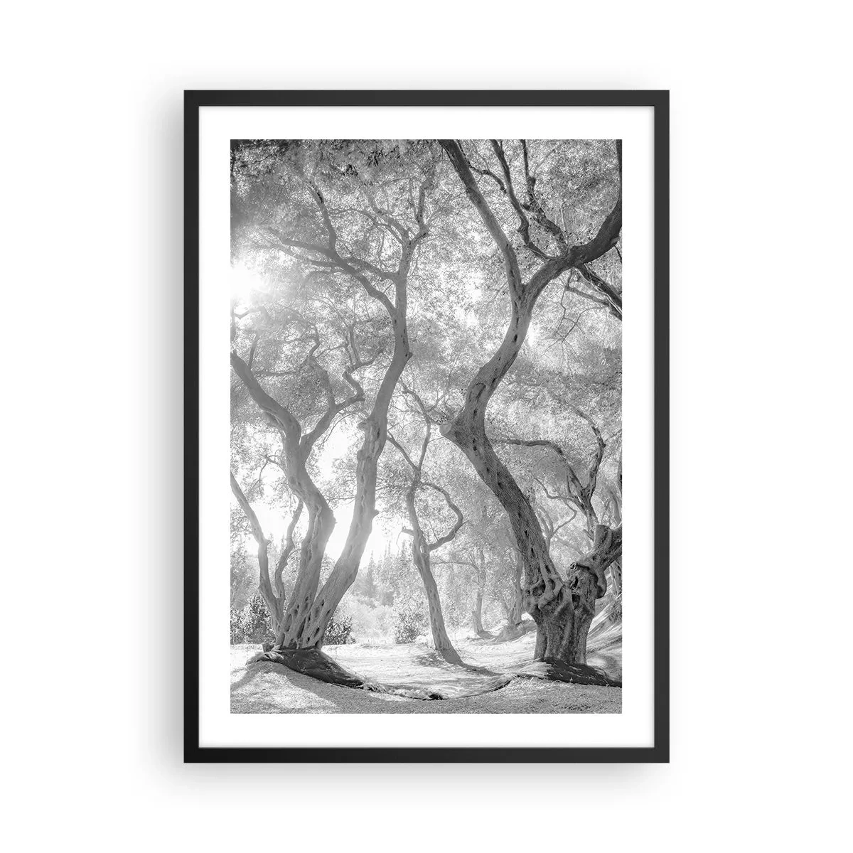 Plagát v čiernom ráme - Čiernobiela fotografia kľukatých stromov na slnku - 50x70cm - V olivovom háji - Moderná nástenná dekorácia do obývacej izby a spálne ARTTOR