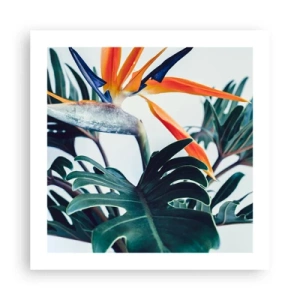 Plagát - Vtáker - 50x50 cm