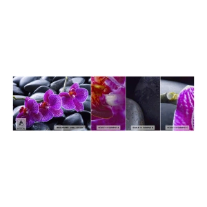 Vzorka fototapety Premium Canvas - Kamene sa rozžiarili nadšením - Kvety, Kamene, Orchidea - 100x30 cm