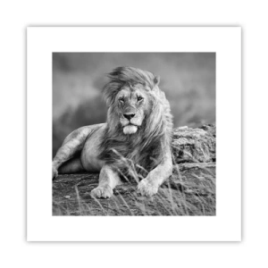 Plagát - Kráľovská siesta - 30x30 cm