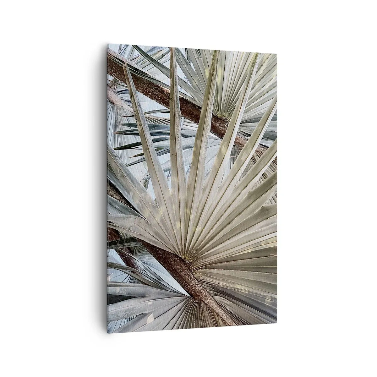 Obraz na plátne - Vejáre v trópoch - 80x120 cm