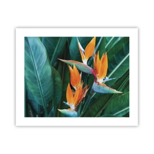 Plagát - Je to kvetina, alebo vták? - 50x40 cm