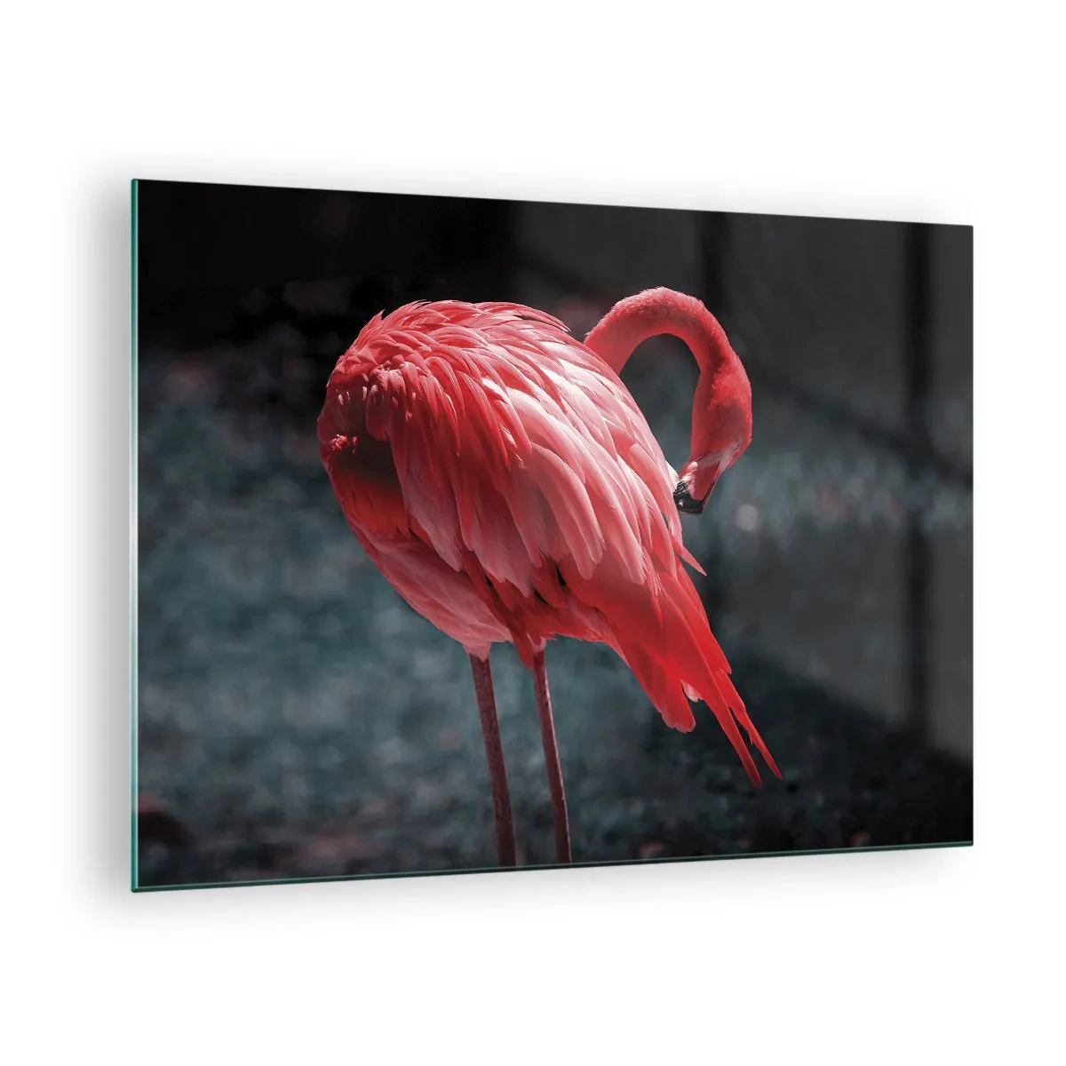 Obraz na skle - Plameniak v intenzívnych odtieňoch červenej na tmavom pozadí - 70x50cm - Karmínová báseň prírody - Moderná nástenná dekorácia do obývacej izby a spálne ARTTOR