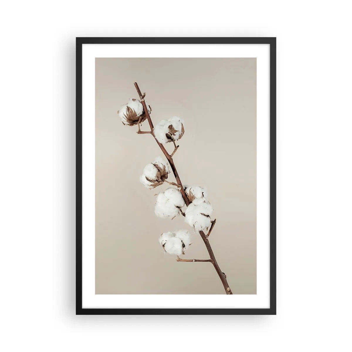 Plagát v čiernom ráme - Vetvička bavlny na béžovom pozadí v minimalistickom štýle - 50x70cm - Pri zdroji mäkkosti - Moderná nástenná dekorácia do obývacej izby a spálne ARTTOR
