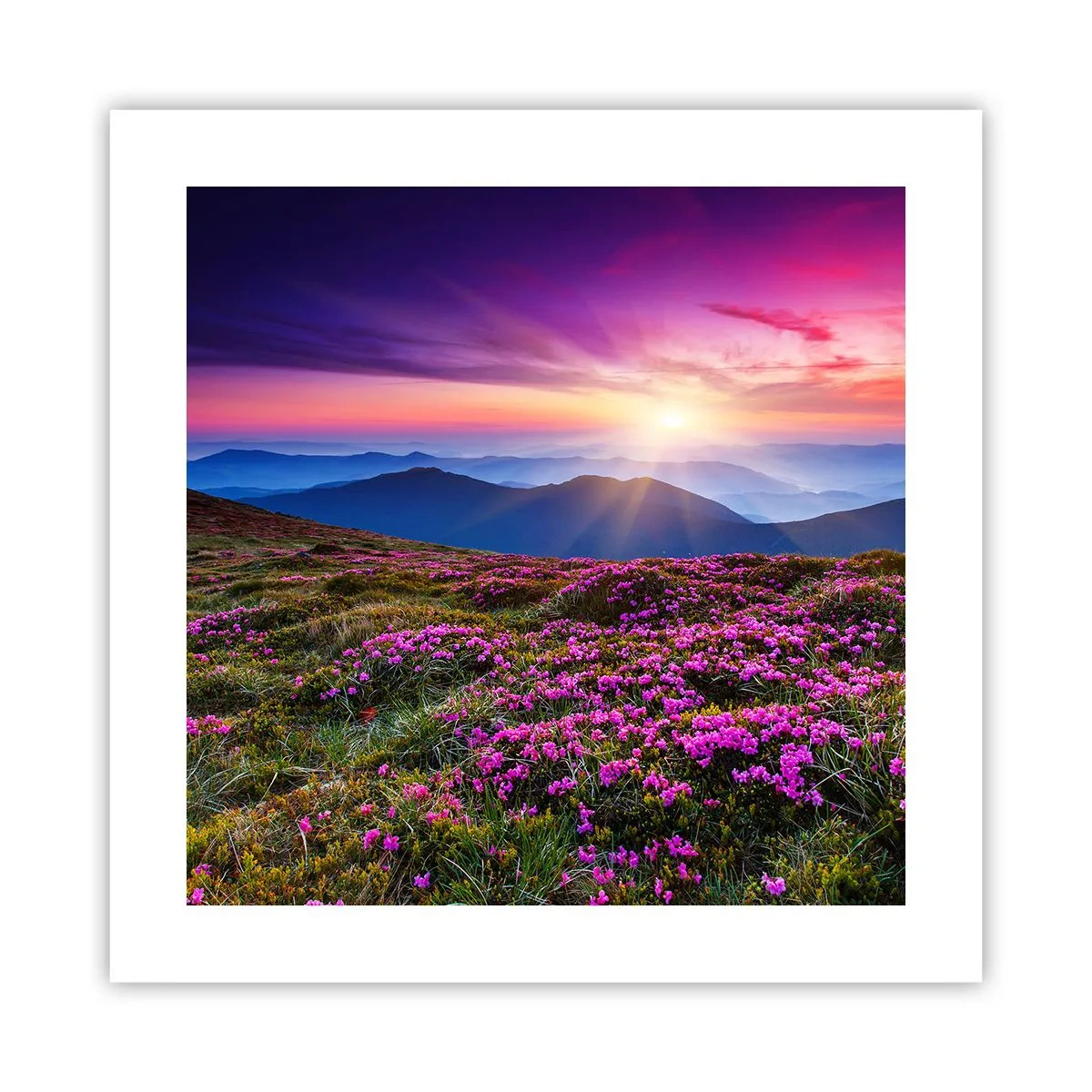 Plagát - Zavoňali svieže púčiky byliniek z obilných polí - 40x40 cm