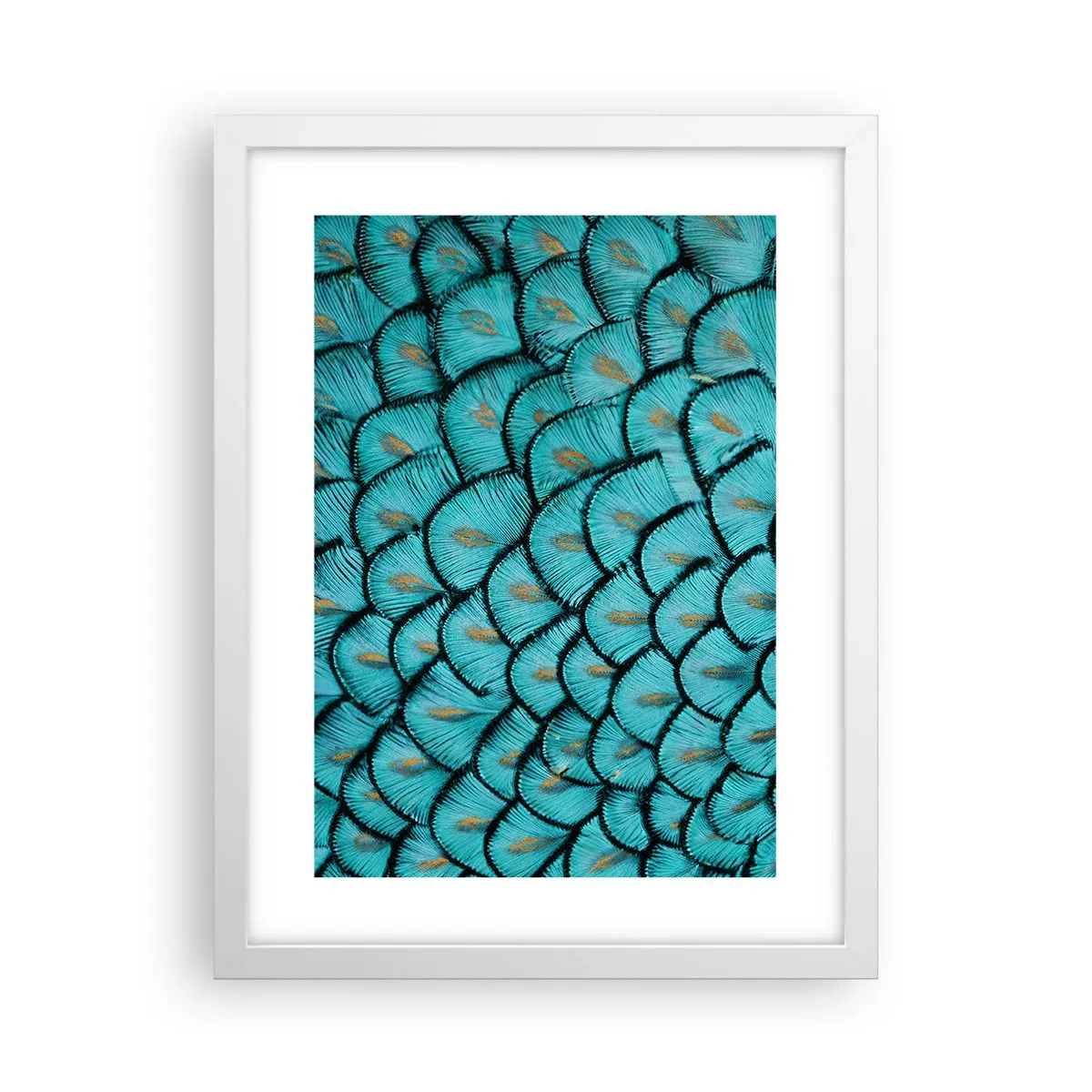 Plagát v bielom ráme - Veľká slávnosť peria - 30x40 cm