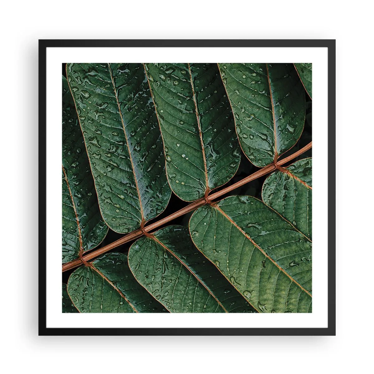 Plagát v čiernom ráme - V zelenom rytme - 60x60 cm