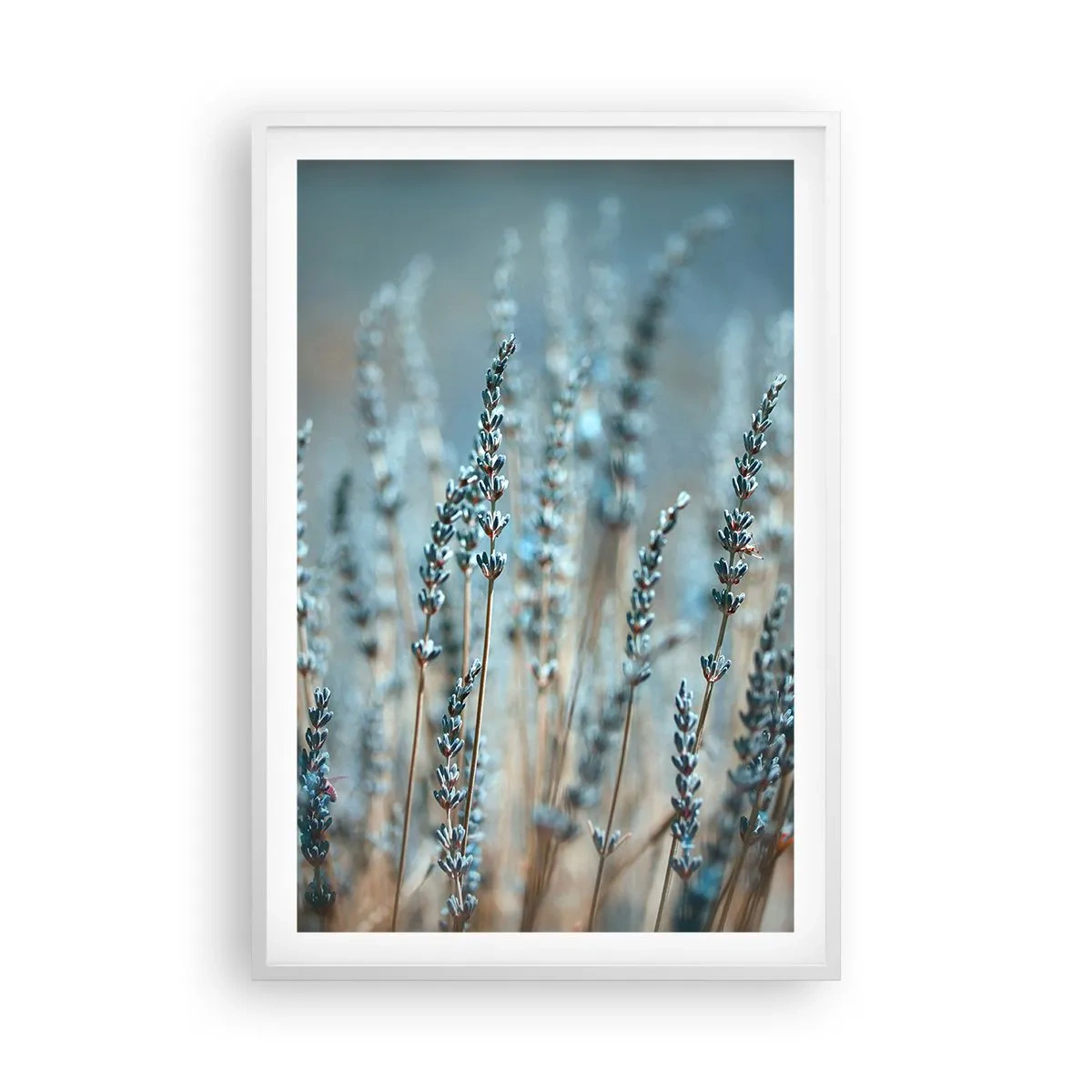 Plagát v bielom ráme - Voňavý lán - 61x91 cm