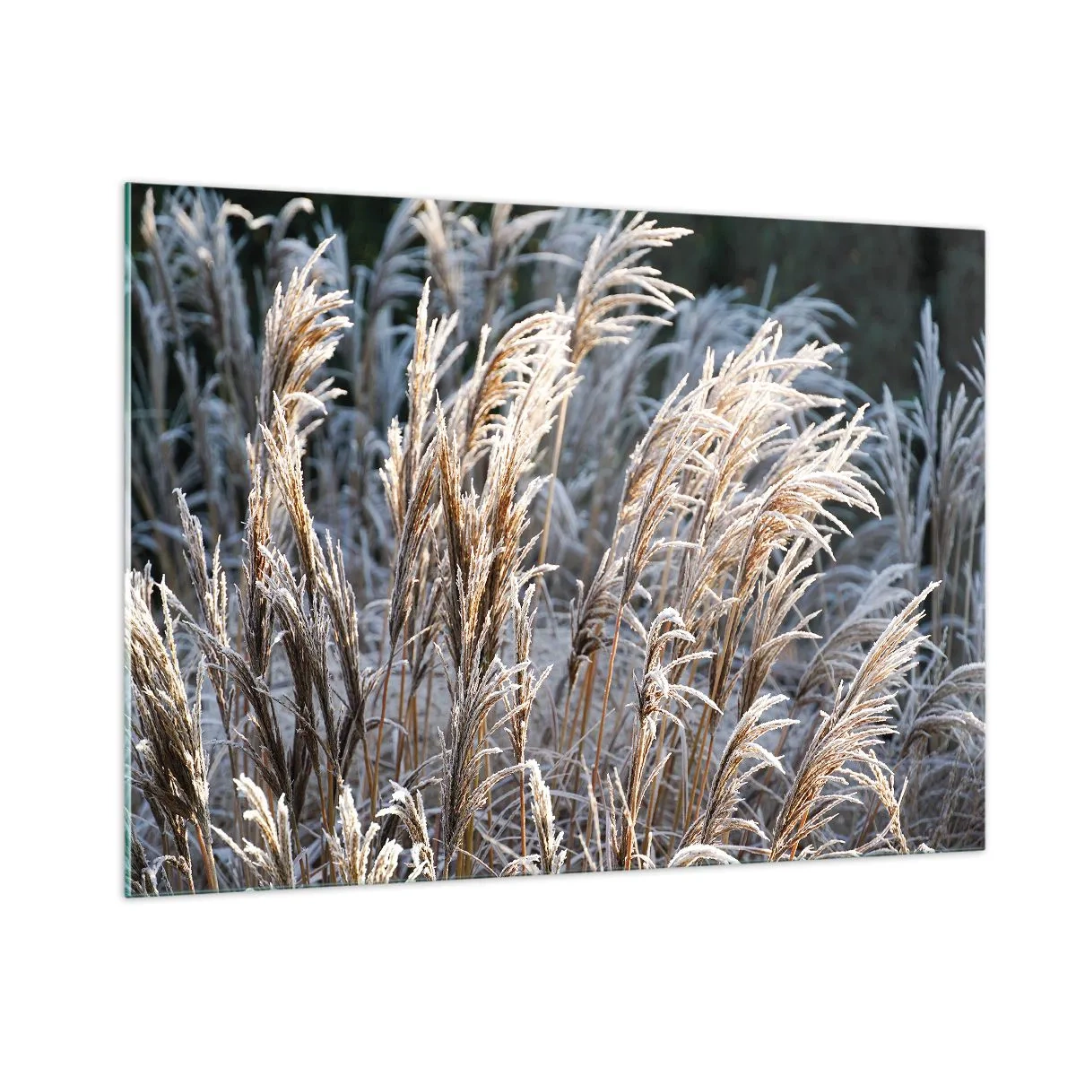 Obraz na skle - Mrazom pokryté - 100x70 cm