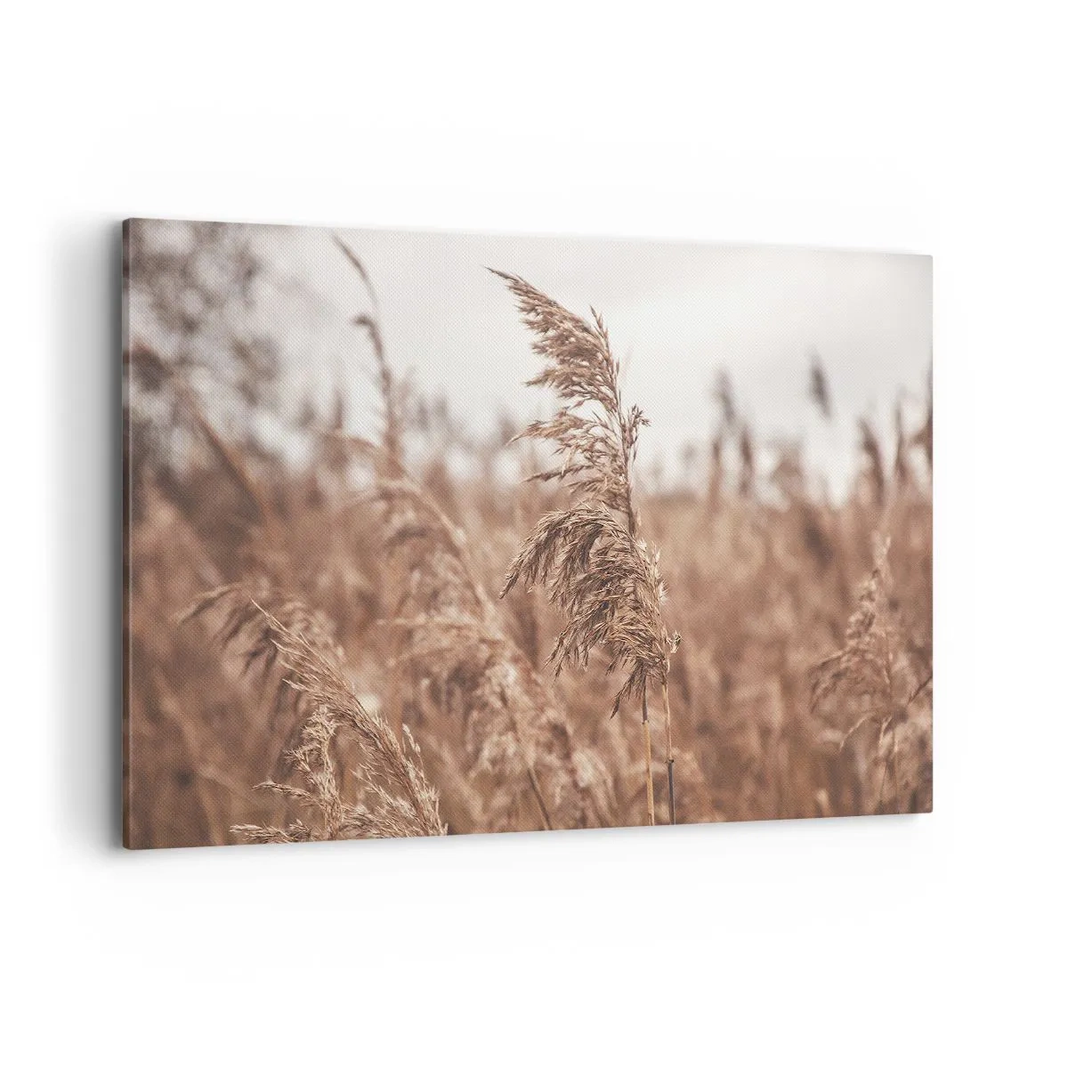 Obraz na plátne - Na poliach už je jeseň - 120x80 cm