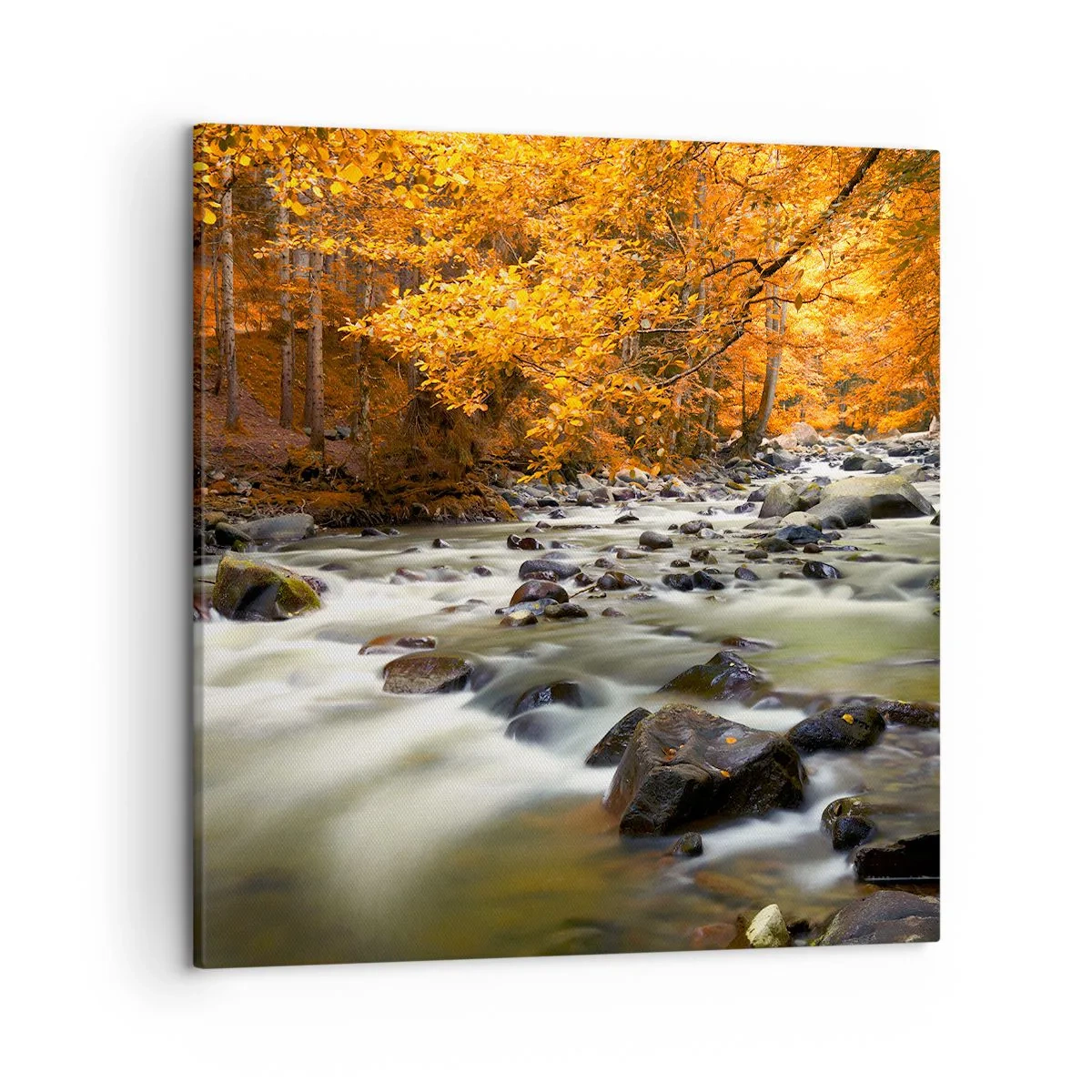 Obraz na plátne - Potok v zlatom lese - 50x50 cm
