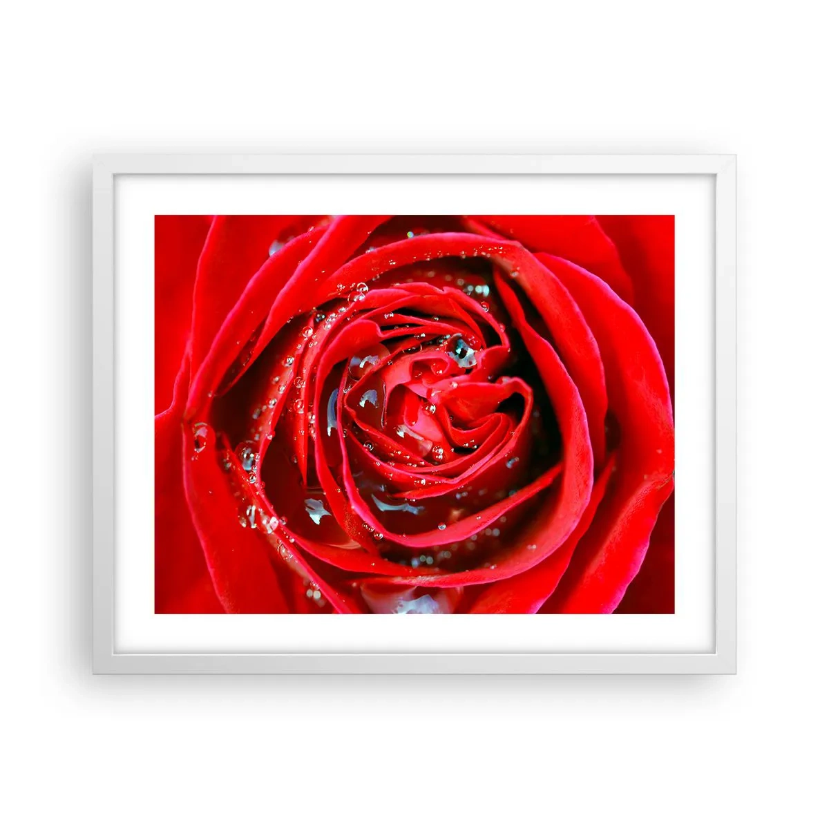 Plagát v bielom ráme - V kvapkách rosy - 50x40 cm