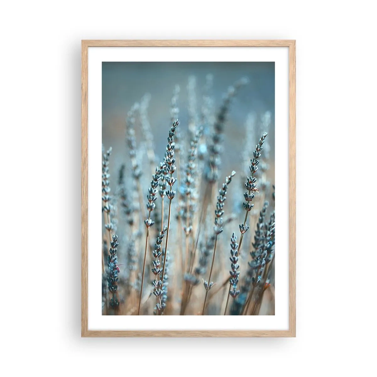 Plagát v ráme zo svetlého duba - Voňavý lán - 50x70 cm