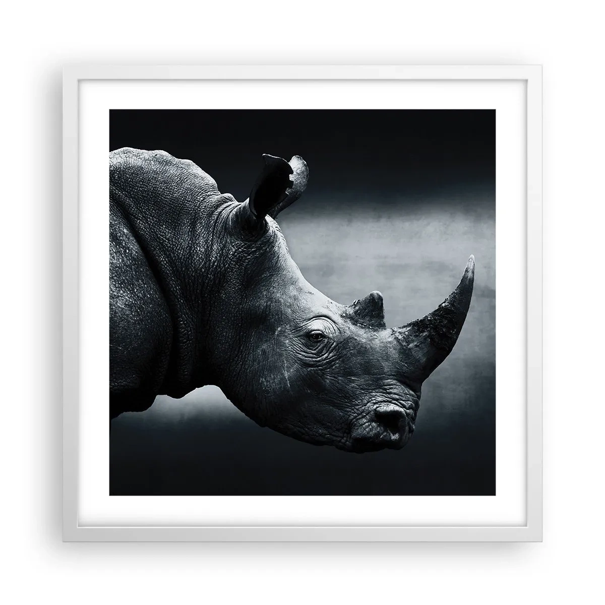 Plagát v bielom ráme - Pravý profil - 50x50 cm