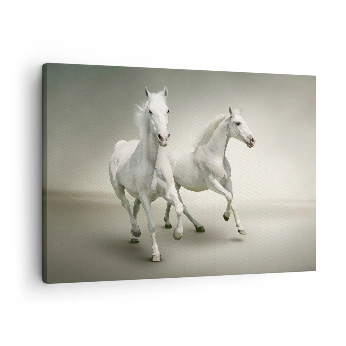 Obraz na plátne - Dva biele kone cválajúce na svetlom pozadí - 70x50cm - White power! - Moderná nástenná dekorácia do obývacej izby a spálne ARTTOR