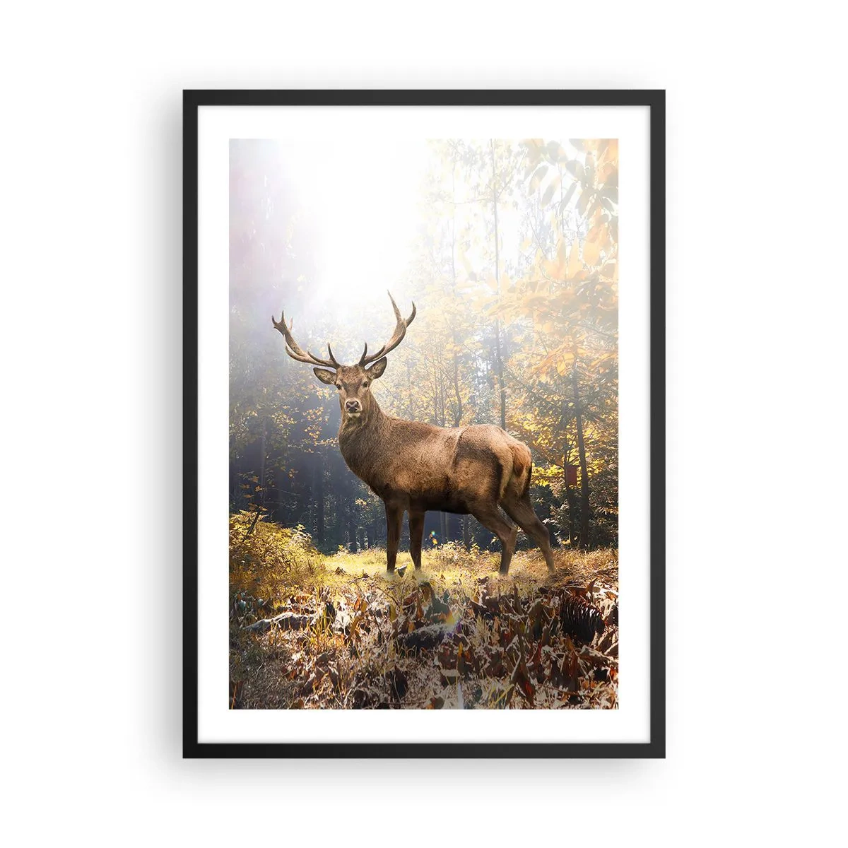 Plagát v čiernom ráme - Jeleň v lese osvetlenom slnečným svetlom - 50x70cm - Plné dôstojnosti - Moderná nástenná dekorácia do obývacej izby a spálne ARTTOR