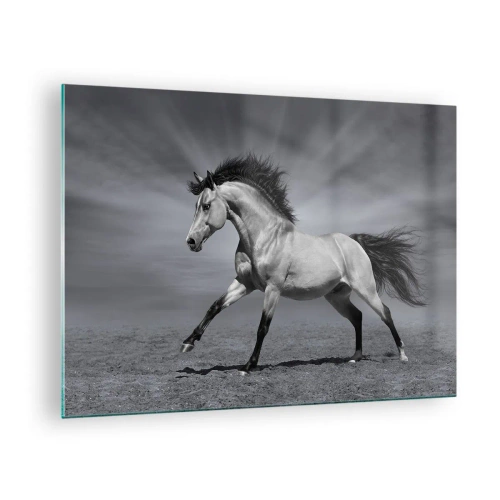 Obraz na skle - Čiernobiela fotografia koňa cválajúceho na otvorenom poli. - 70x50cm - Zrodený pre potešenie - Moderná nástenná dekorácia do obývacej izby a spálne ARTTOR