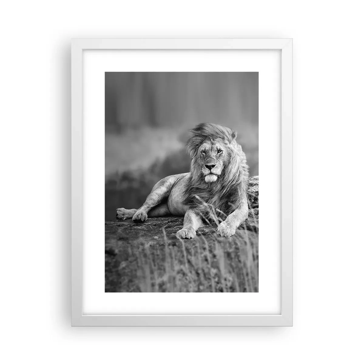 Plagát v bielom ráme - Kráľovská siesta - 30x40 cm