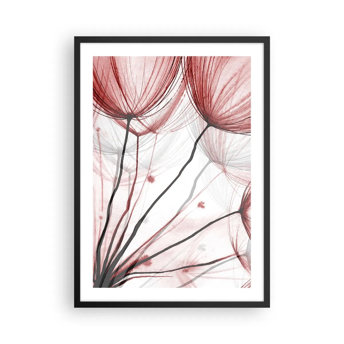 Plagát v čiernom ráme - Jemné púpavy v odtieňoch červenej a čiernej - 50x70cm - Pred odletom - Moderná nástenná dekorácia do obývacej izby a spálne ARTTOR