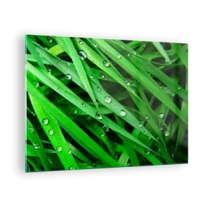 Obraz na skle - Zelené steblá trávy s kvapkami rosy - 70x50cm - Hrajte na zelenú - Moderná nástenná dekorácia do obývacej izby a spálne ARTTOR