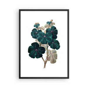 Plagát v čiernom ráme - Botanická ilustrácia s tmavozelenými listami na svetlom pozadí - 50x70cm - Zo starého herbára - Moderná nástenná dekorácia do obývacej izby a spálne ARTTOR