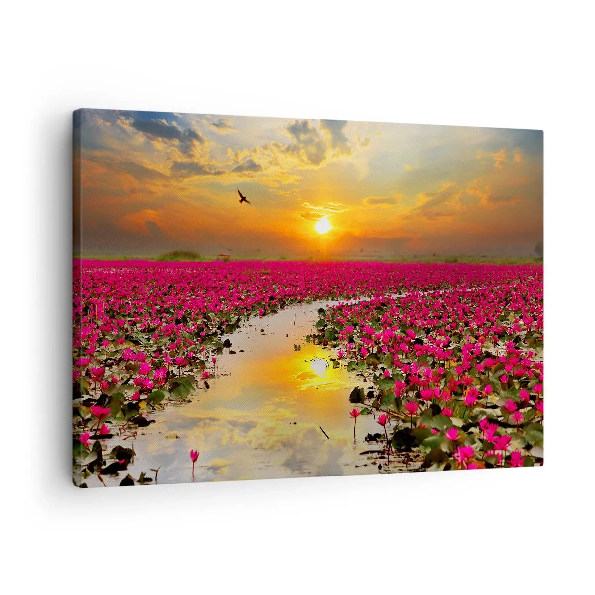 Obraz na plátne - Pole ružových leknín pri západe slnka - 70x50cm - Tajomný život jazera - Moderná nástenná dekorácia do obývacej izby a spálne ARTTOR