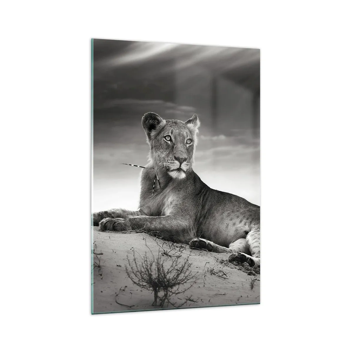 Obraz na skle - Odpočinok kráľovnej púšte - 70x100 cm