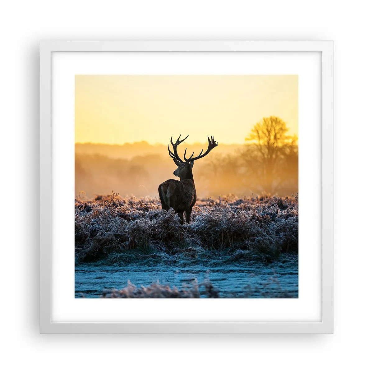 Plagát v bielom ráme - Korunovaný na svojom panstve - 40x40 cm