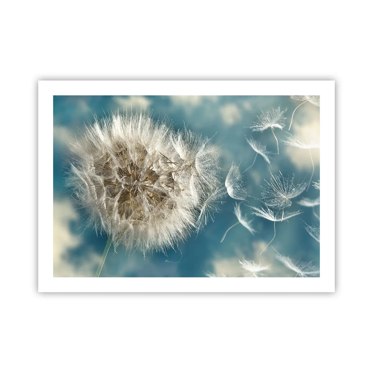 Plagát - Dych anjela - 70x50 cm