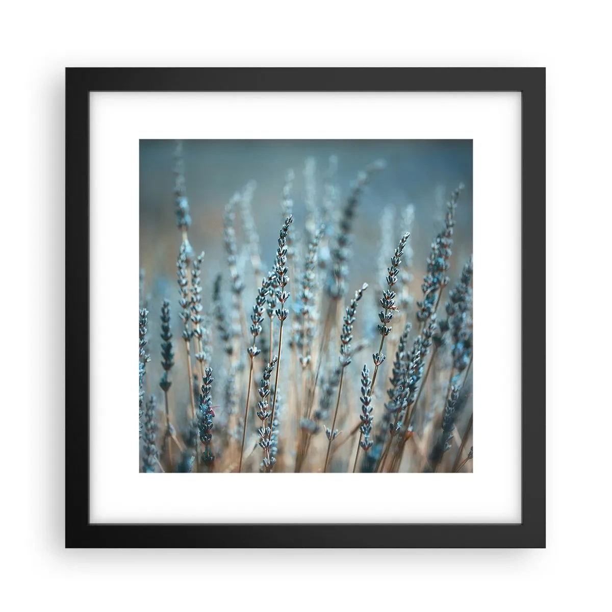 Plagát v čiernom ráme - Voňavý lán - 30x30 cm