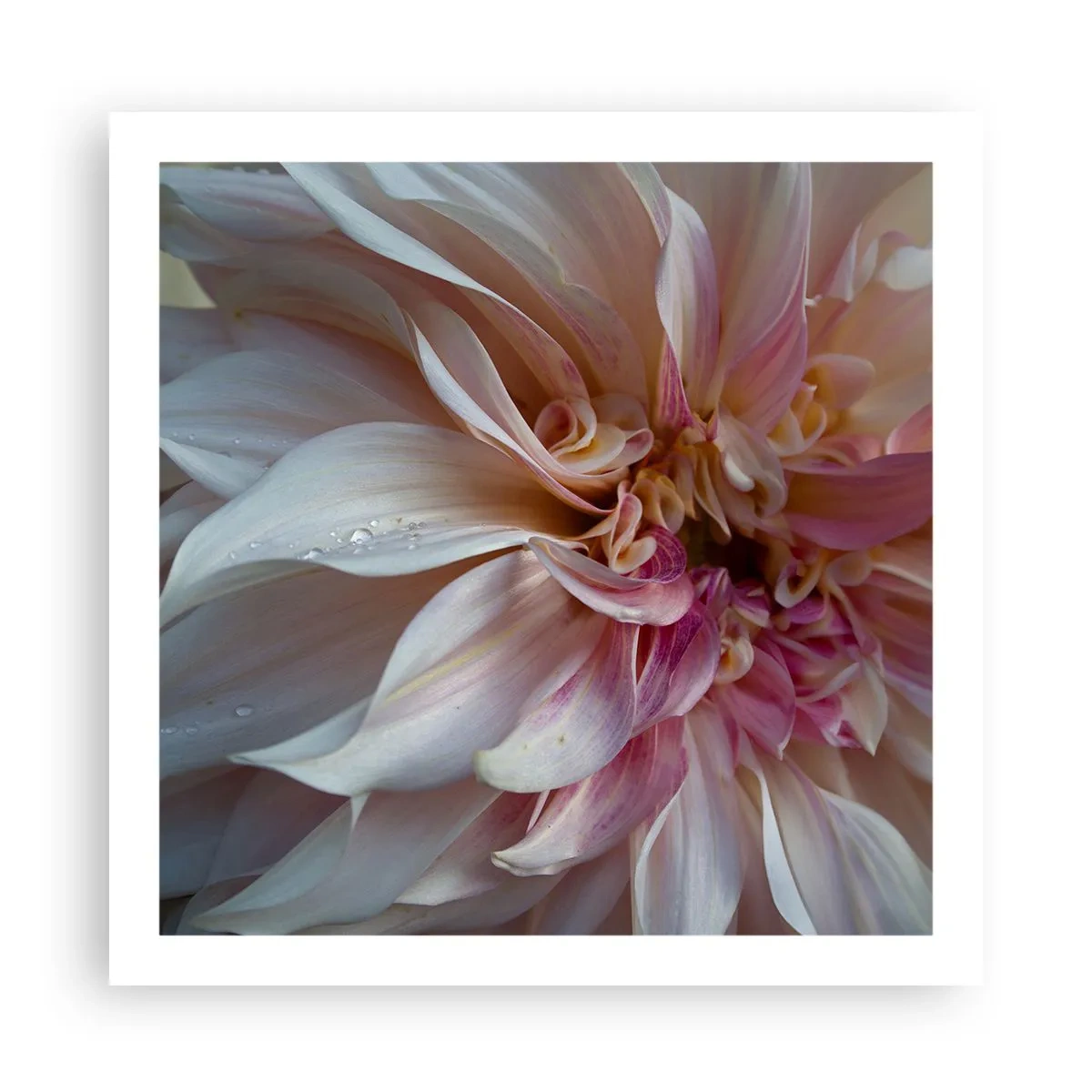 Plagát - Kvitnúca sviežosť - 60x60 cm