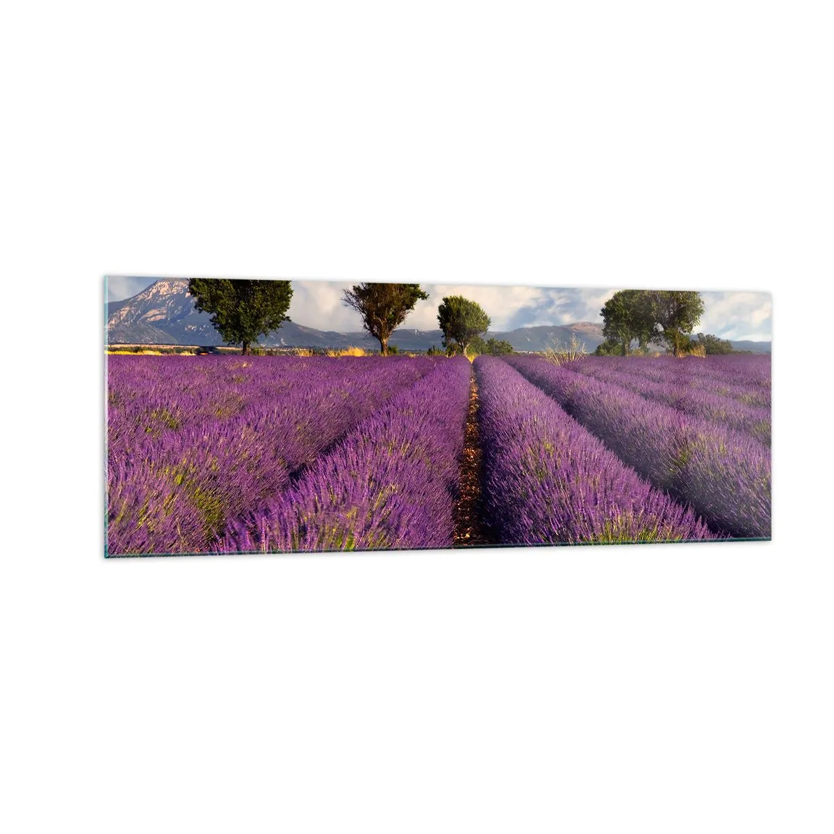 Obraz na skle - Levanduľové polia - 140x50 cm
