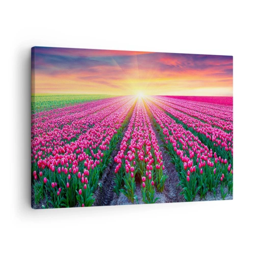 Obraz na plátne - Pole tulipánov pri západe slnka - 70x50cm - Farma krásy - Moderná nástenná dekorácia do obývacej izby a spálne ARTTOR