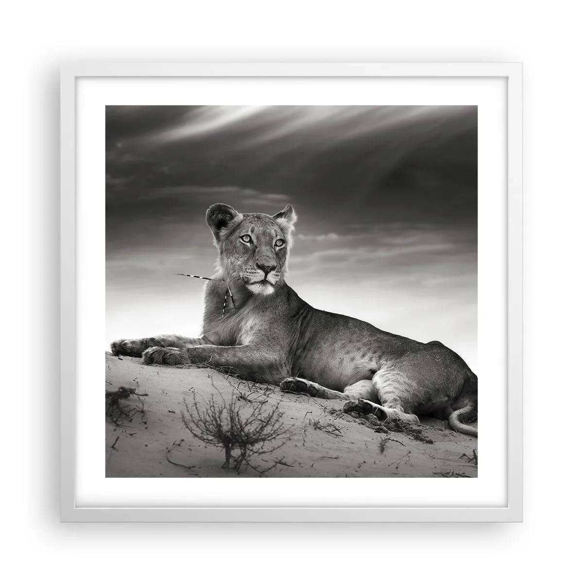 Plagát v bielom ráme - Odpočinok kráľovnej púšte - 50x50 cm