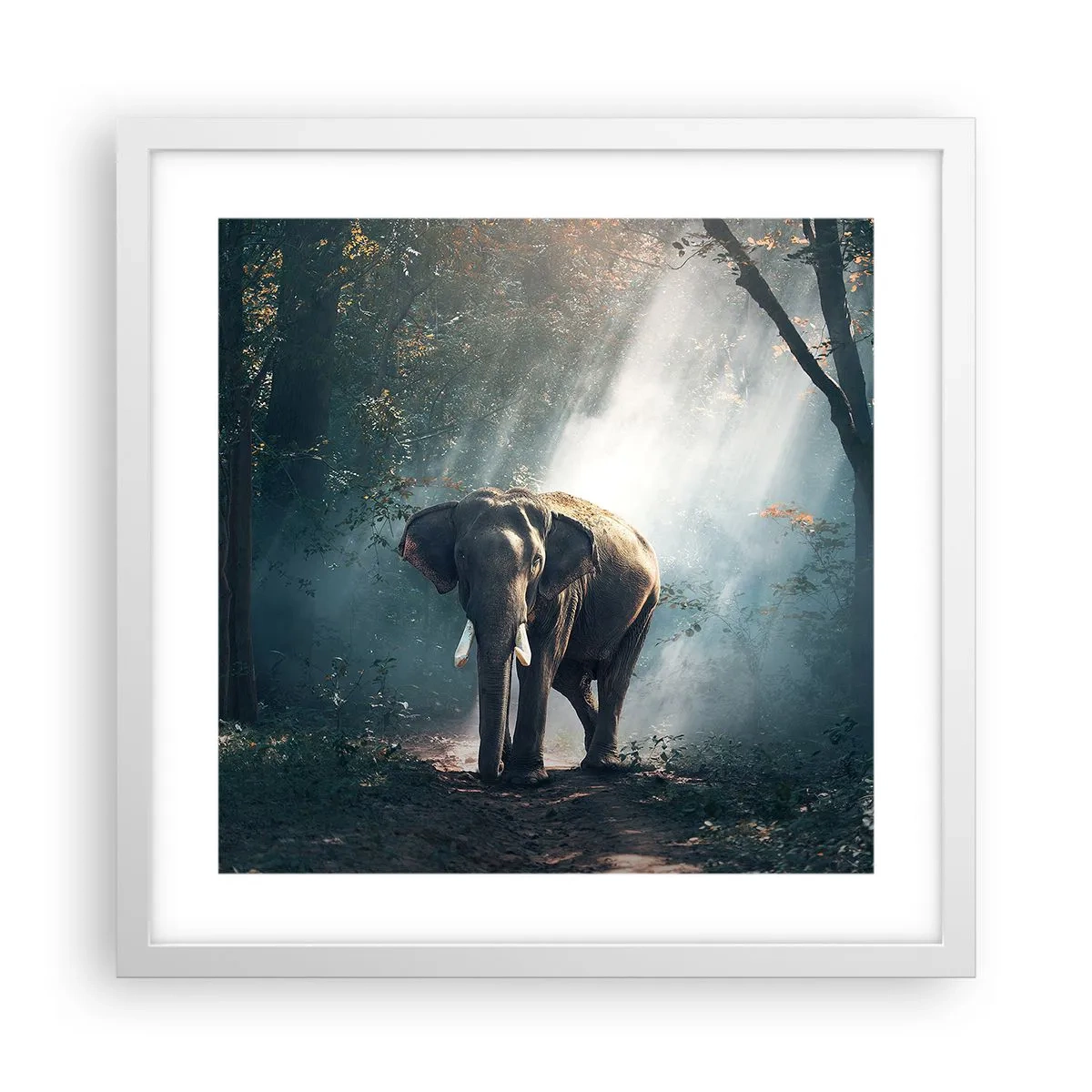 Plagát v bielom ráme - Pokojná prechádzka - 40x40 cm