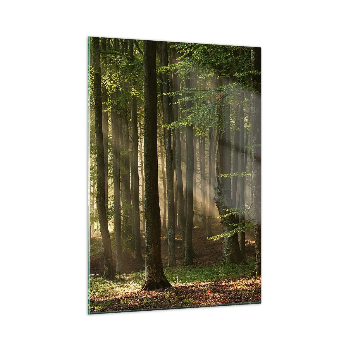 Obraz na skle - Rozžiarený v jarnom ráne - 50x70 cm