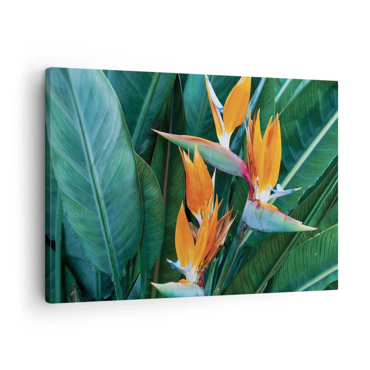 Obraz na plátne - Exotické kvety strelitzie obklopené zelenými listami - 70x50cm - Je to kvetina, alebo vták? - Moderná nástenná dekorácia do obývacej izby a spálne ARTTOR
