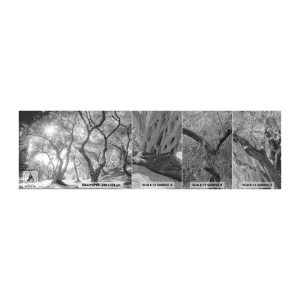 Vzorka fototapety Premium Sand - V olivovom háji - les, Zima, Stromy - 100x30 cm