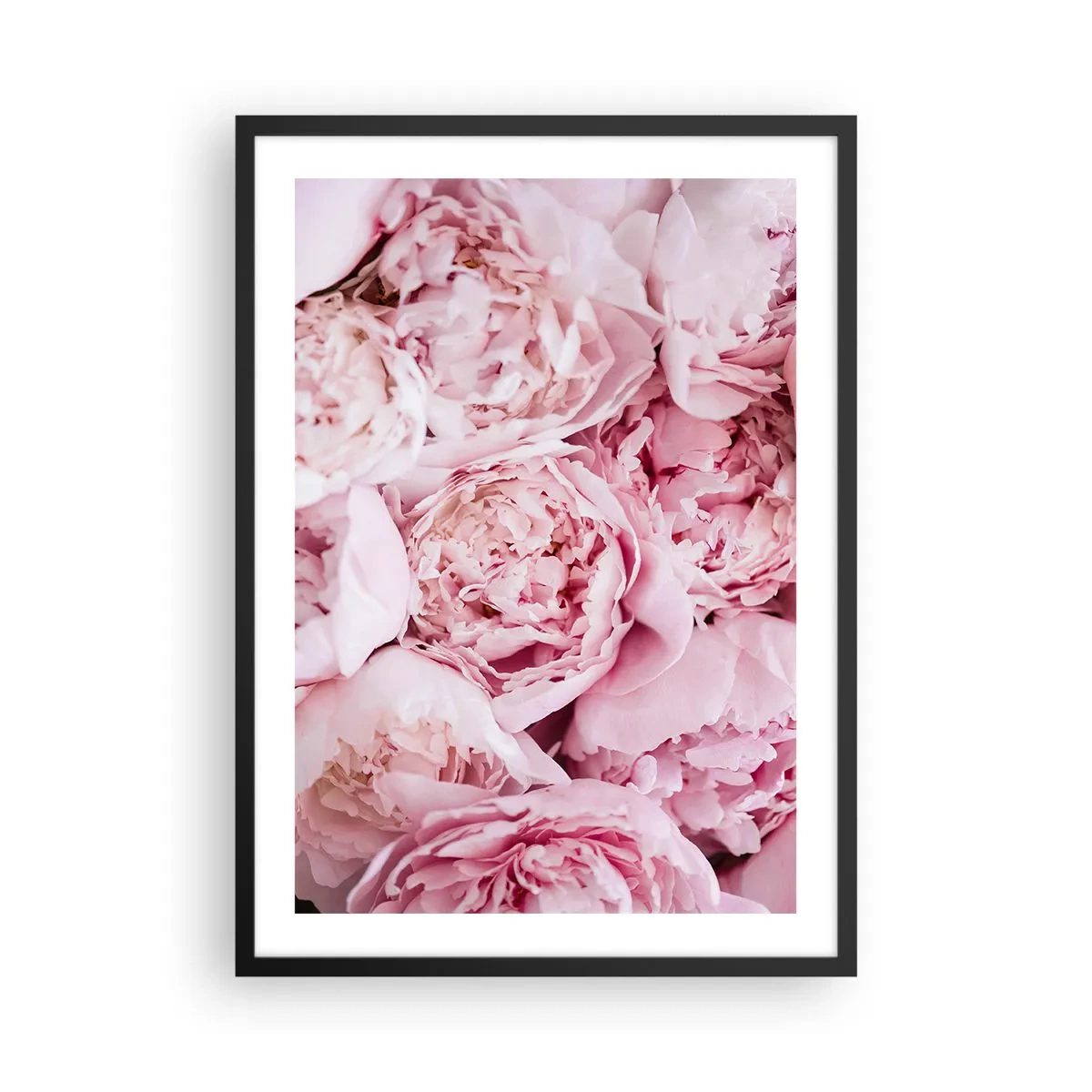 Plagát v čiernom ráme - Detailný záber na jemné ružové pivonky v plnom kvete - 50x70cm - Pritúlené a voňavé - Moderná nástenná dekorácia do obývacej izby a spálne ARTTOR