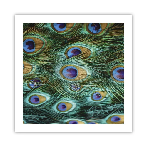 Plagát - Páví pohľad - 50x50 cm