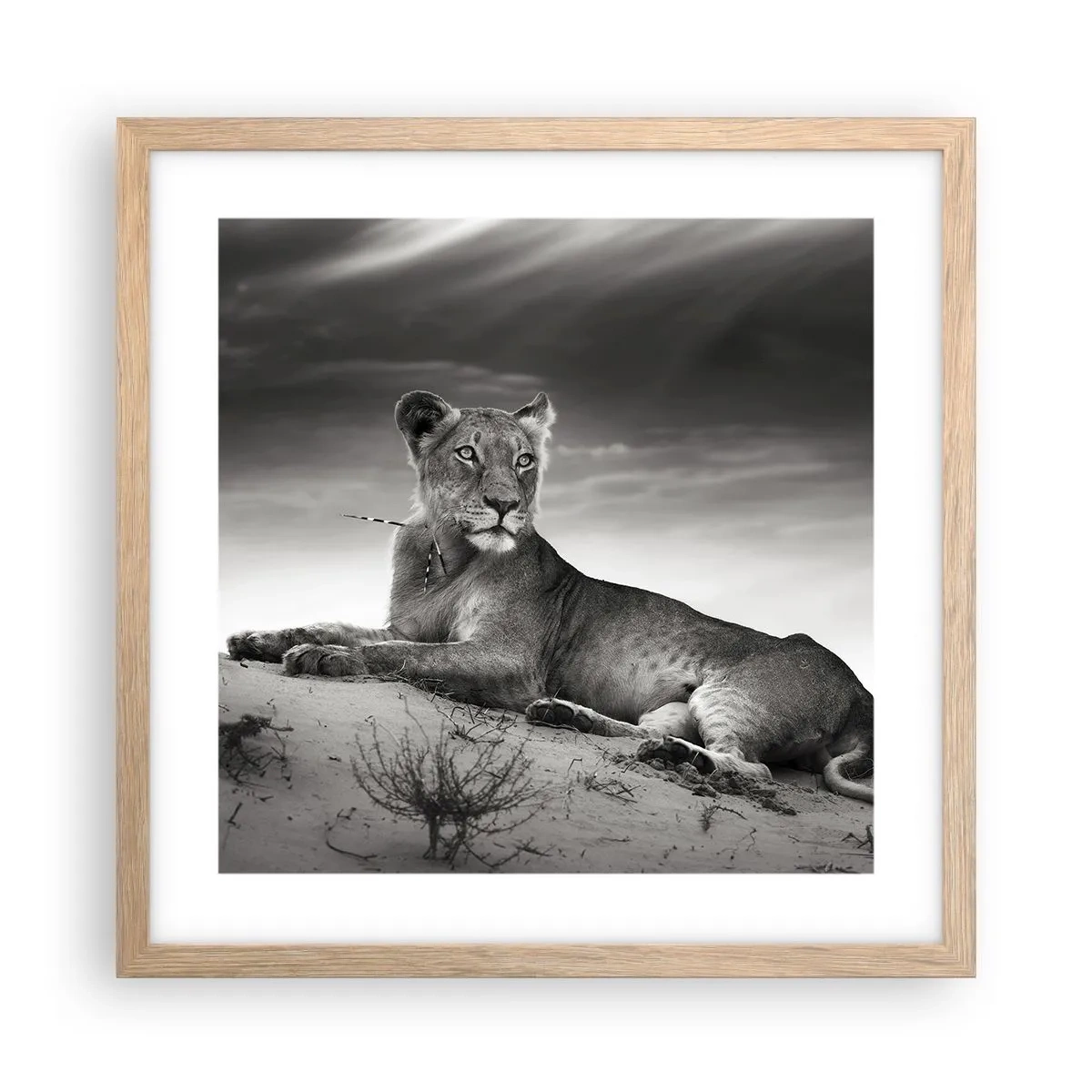 Plagát v ráme zo svetlého duba - Odpočinok kráľovnej púšte - 40x40 cm