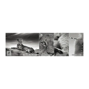 Vzorka fototapety Premium Sand - Odpočinok kráľovnej púšte - Zvieratá, Lev, Púšť - 100x30 cm