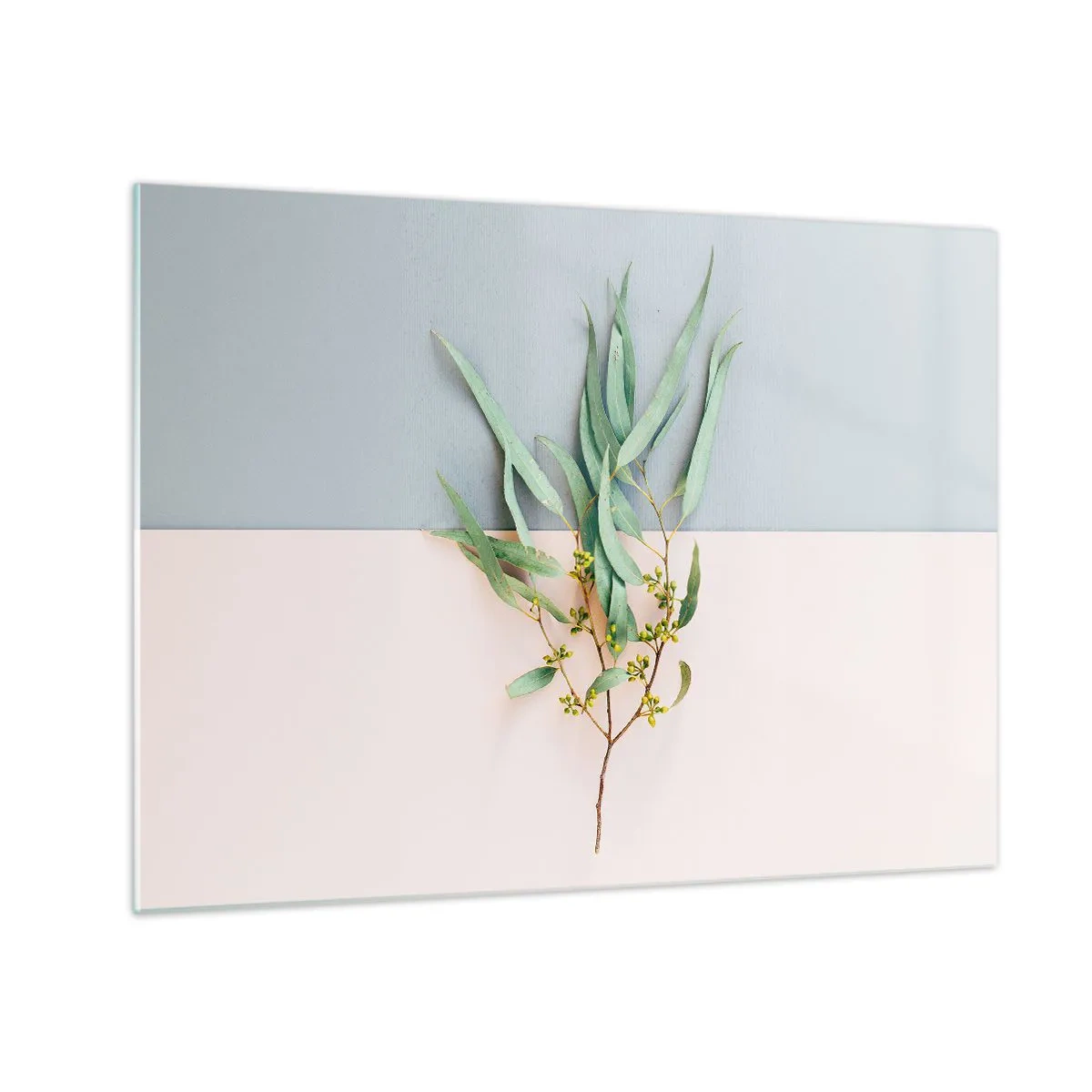 Obraz na skle - Vetvička eukalyptu na pastelovom pozadí - 70x50cm - Pastelová jemnosť - Moderná nástenná dekorácia do obývacej izby a spálne ARTTOR