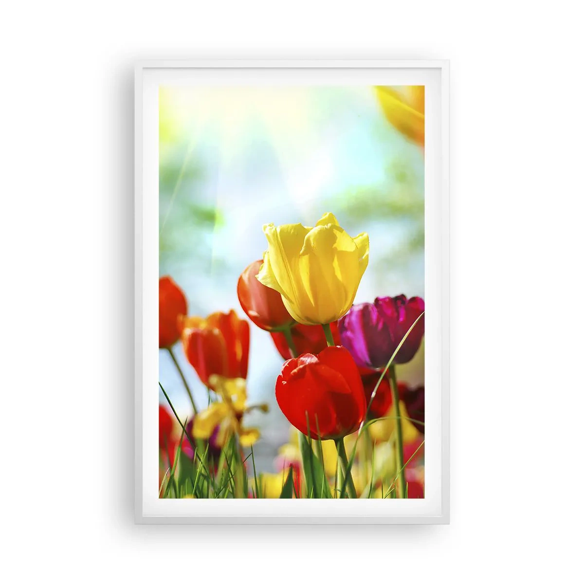 Plagát v bielom ráme - Všetky farby slnka - 61x91 cm