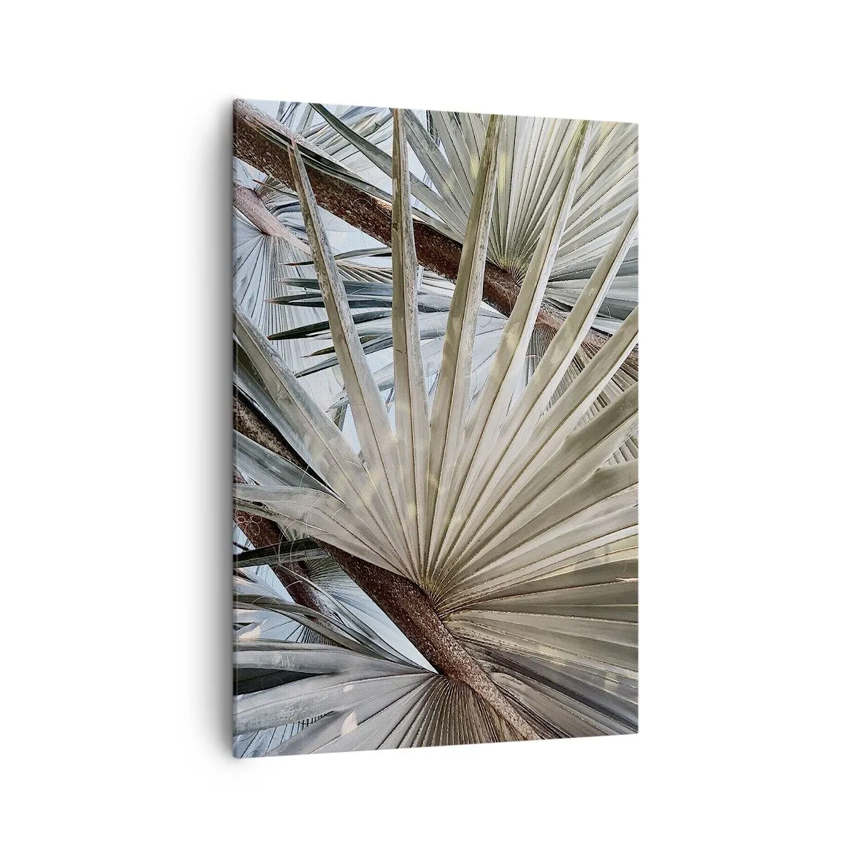 Obraz na plátne - Vejáre v trópoch - 70x100 cm