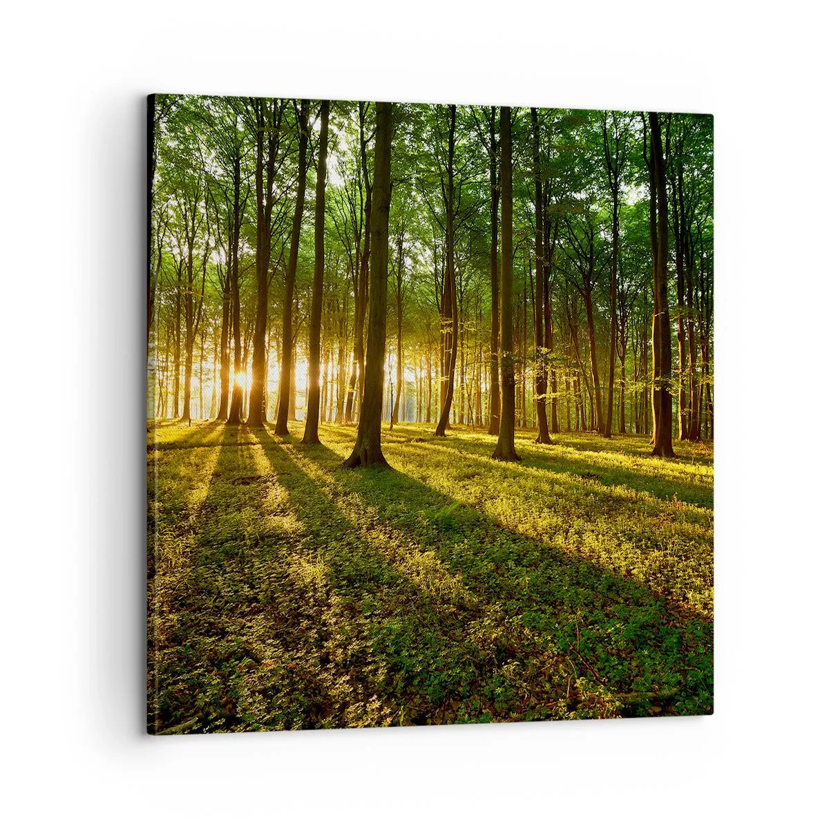 Obraz na plátne - Fotografie všetkých jarí - 60x60 cm